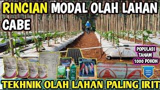  rincian biaya olah lahan cabe tanam 1000 pohon biaya paling irit #infopertaniancabe