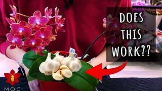 Garlic between leaves makes Orchids bloom instantly ?? - Myth or Truth #25