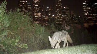 Coyotes – Safety and Coexistence in California