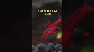 ️ Chilli Rasboras are an Easy small aquarium Fish #aquariumcoop