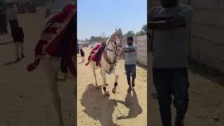 Horse dance 🩰 #horsedance #horse #horseriding #viralvideo #horselover