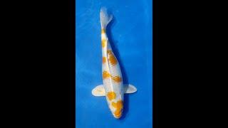 Hariwake bred by Hanover Koi Farms