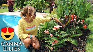 My favorite tropical & exotic flower | Canna Lily care and requirements