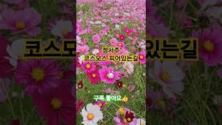 #정서주#코스모스 피어 있는길#대구#하중도#가을#정원박람회#코스모스#희망짱tv