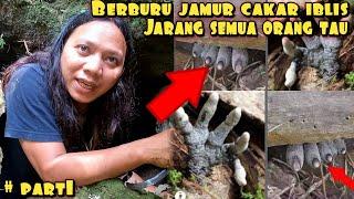 ILMU BARU BERBURU JAMUR LANGKA TUMBUH 5 TAHUN SEKALI