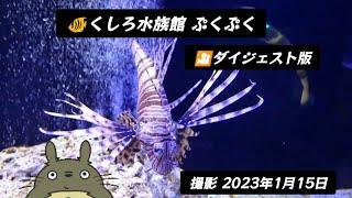 くしろ水族館ぷくぷく・ﾀﾞｲｼﾞｴｽﾄ版(2023.1.15)　◉⁠‿⁠◉　　　　　　　　　　　　　　　　　　　　　　　　　　　　　