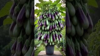 Get more eggplants using this genius planting technique! #shorts #farming #satisfying