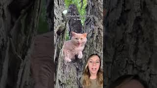 Professional tree climber saves cats and asks for NOTHING in return