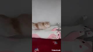 три кота,три хвоста.