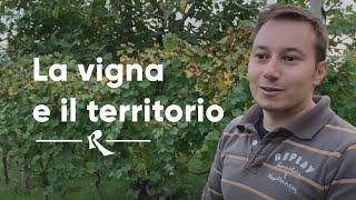 Roberto Alfieri, Ca Liptra, Marche - La vigna e il territorio