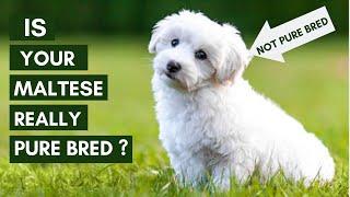 5 ways to identify your Maltese Puppy is Pure Bred or Not