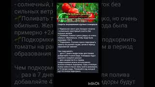 секреты выращивания томатов