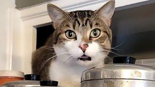 Cat hilariously tries to talk human