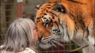 20 years of love between a tiger and a woman !