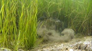 Fishing: pike strikes / attacks underwater. Рыбалка: атака щуки под водой.