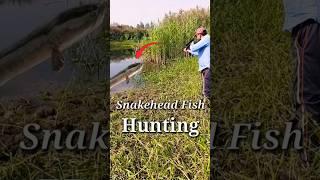 Snakehead Fish Hunting Airgun #fishing #shortsfeed #airgun