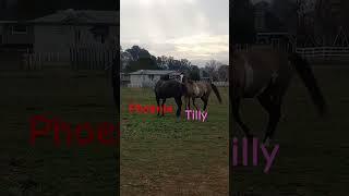 Love in the Herd ️ #horsecare #love#animals #horse #fun