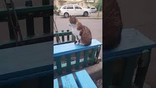 a cat from America to Ukraine