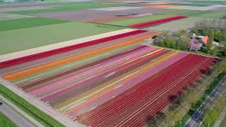 Beautiful Tulips in The Netherlands from above 2022 in 4K