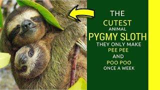 Interesting fun facts about pygmy sloths  Information about two or three toed sloth pet daiet and ha