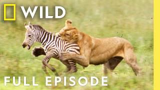 Clash of the Titans (Full Episode) | Animal Fight Night | Nat Geo Wild