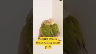 Pineapple conure! conure training!