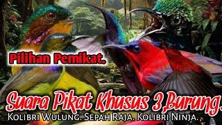 % AMPUH. SUARA PIKAT BURUNG KOLIBRI WULUNG. SEPAH RAJA. KOLIBRI NINJA...