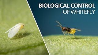 Biological control of whitefly -  Encarsia Formosa