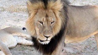 Löwen-Star getötet - Cecils Jäger glaubt alles richtig gemacht zu haben