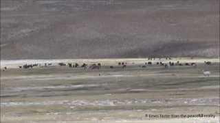 Atacama Desert highlands llama grazing 1 min Timelapse