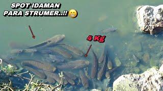 Spot idaman pemancing..! Mancing ikan gabus tepat di sarangnya