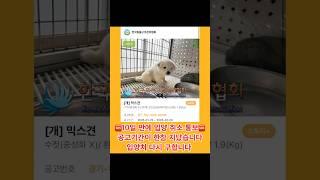 [하남유기견 보호소]입양취소로 안락사 위기