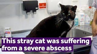 This stray cat was suffering from a severe abscess | Mayhew