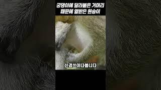 궁댕이에 달라붙은 거머리 때문에 열받은 원숭이