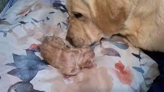 Mother Dogs' Sweetest Moment with Her First-born Puppy