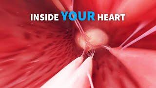 Anatomy of the right and left heart ventricle