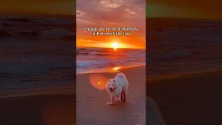 Best friends in every universe ️ #dog #samoyed #bestfriends