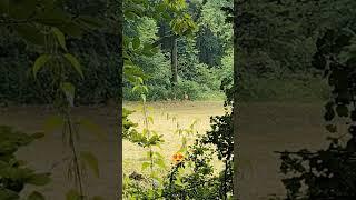 #Rehe #natur #wildtiere #family #beautyful