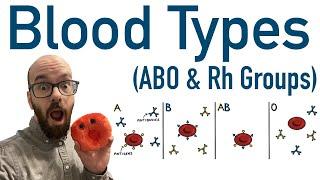 Blood Types (ABO and Rh) - Antigens and Antibodies