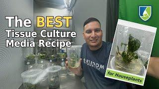 Steal My Protocol for the BEST Tissue Culture Media for Houseplants!