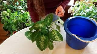 How to Tell Houseplants Need Water