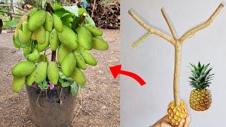 Unique Skill Propagation Mango Tree Growing Fast Use Pineapple Fruit