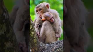 Hak Han MDJ Enjoy Watching Abandon Baby Monkey - Daily Wildlife Monkey #Lucie #Leo #Rainbow #Jovi