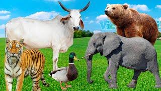 Animal Facts - Cow, Dog, Duck, Elephant - Animal Sounds