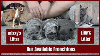 Our Available Frenchtons, 50/50 and 3/4 Frenchtons