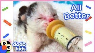 All Better Starlight — Help Starlight The Kitten Get Well Again! | Dodo Kids: All Better