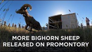 Bighorn Sheep Nursery Herd Increased with 2nd Transfer on Promontory