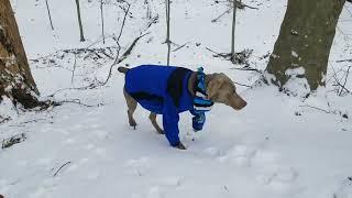 David Johansen - Old Dog Blue - Holder The Weimaraner