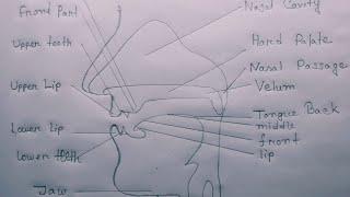 The Organs Of Speech Diagram _ Linguistics #shorts