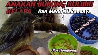 Cara MELOLOH  Anakan Burung KOLIBRI  || DAN MAKANANYA